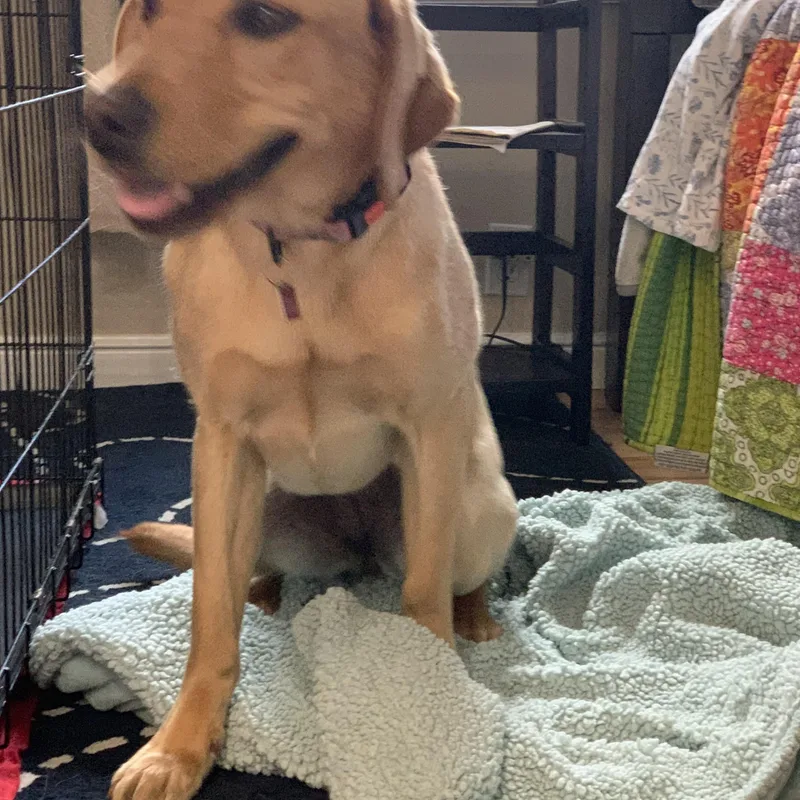 A baby medium-sized female Yellow / Tan / Blond / Fawn Labrador Retriever dog named Bianca for adoption in San Francisco, CA