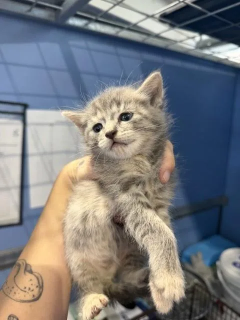 A baby small-sized female Domestic Short Hair cat named Jane for adoption in San Bernardino, CA