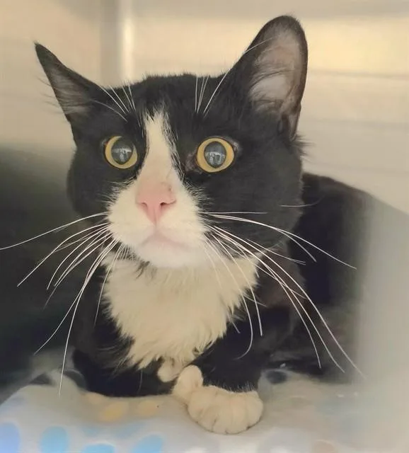 A young medium-sized male Domestic Short Hair cat named Cookie for adoption in Anchorage, AK