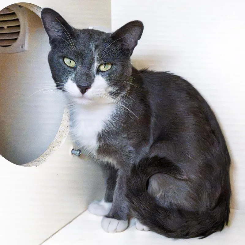 A young medium-sized male Gray / Blue / Silver Domestic Short Hair cat named Bowser for adoption in South Elgin, IL