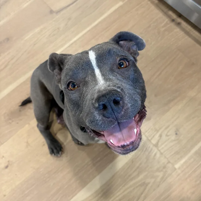 An adult medium-sized female Pit Bull Terrier dog named Mama Ferra for adoption in Parker, CO