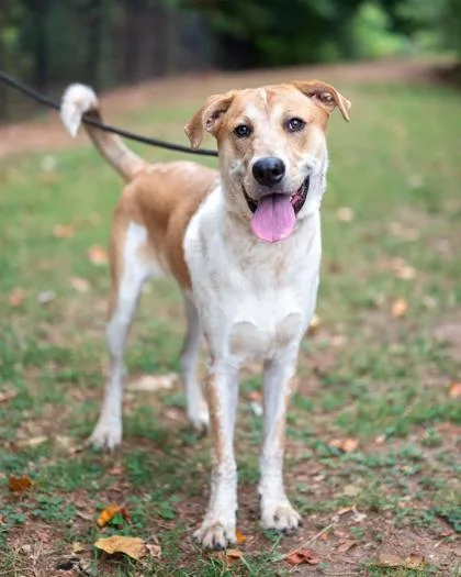 A young large-sized male Mixed Breed dog named Hamlet for adoption in Chamblee, GA