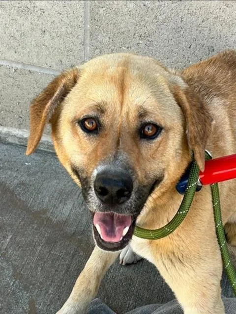 An adult large-sized female Pit Bull Terrier dog named Star for adoption in Sacramento, CA
