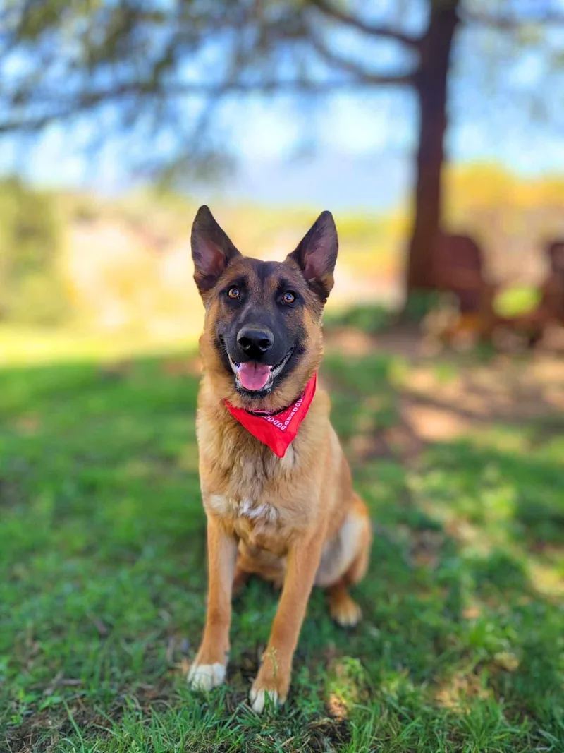 A young medium-sized male Belgian Shepherd / Malinois dog named Nikko for adoption in Anza, CA