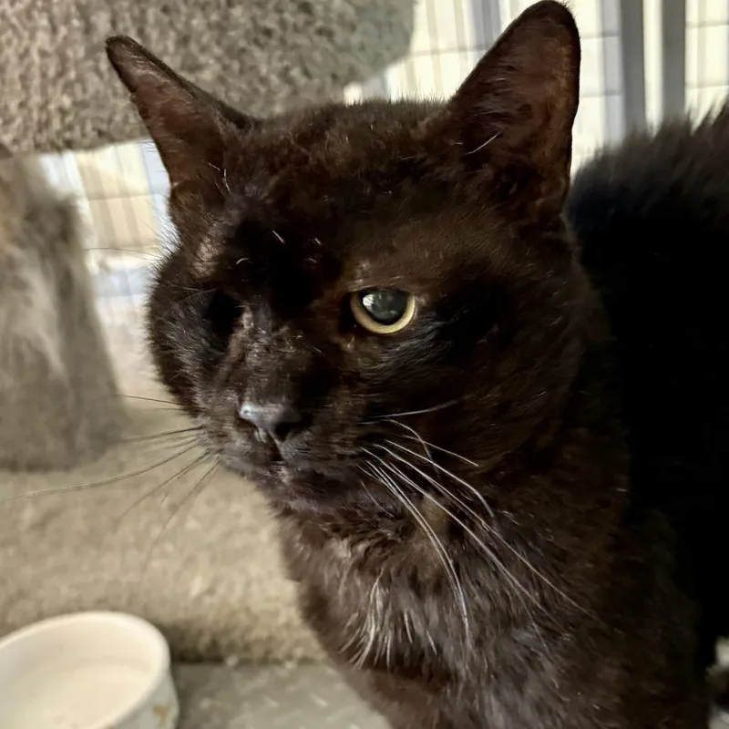 An adult medium-sized male Black Domestic Short Hair cat named Lars for adoption in Fort Lauderdale, FL
