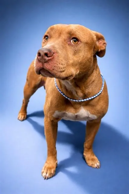 An adult medium-sized male Mixed Breed dog named Conway Twitty for adoption in Jacksonville, FL