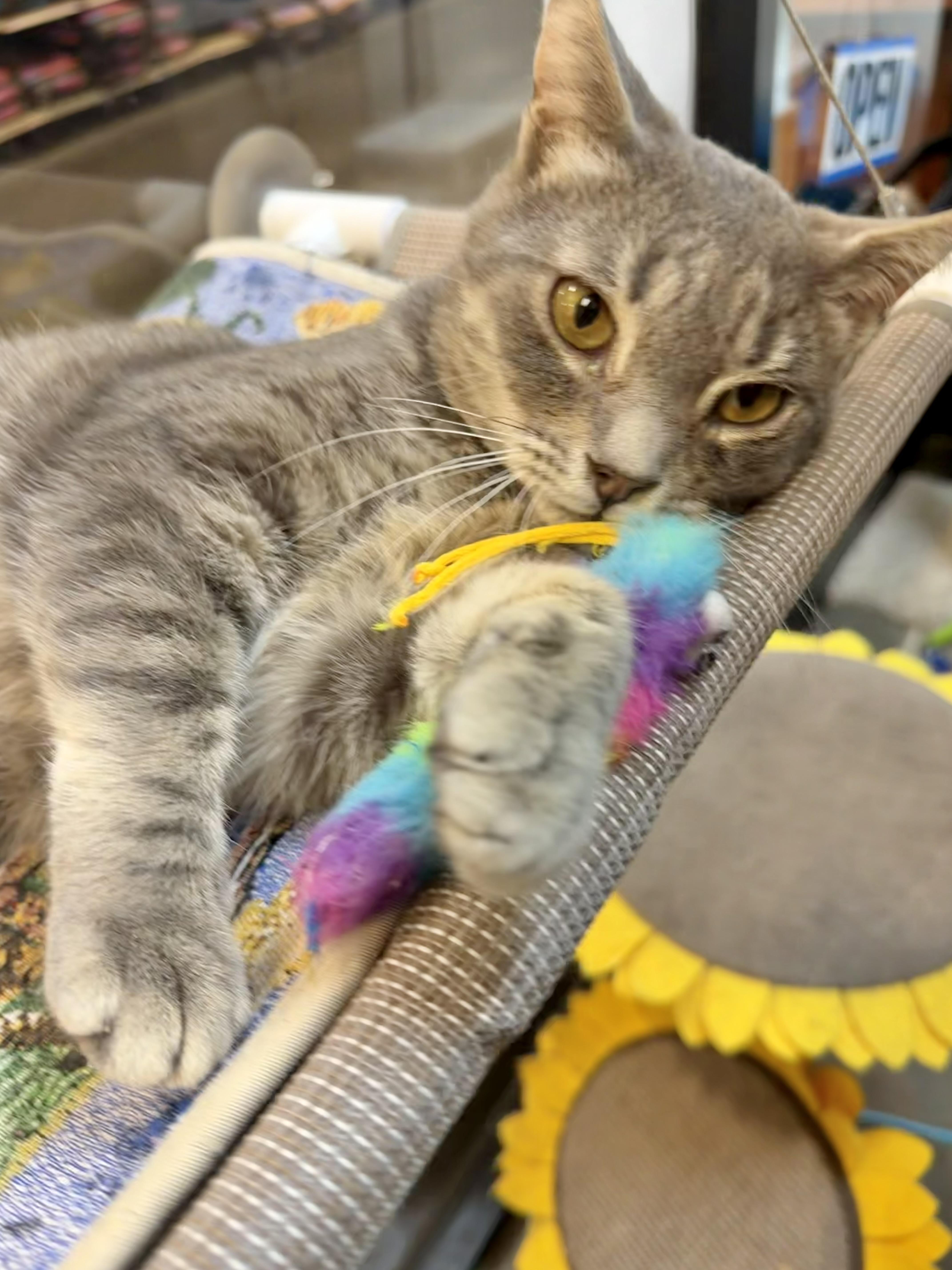 An adult medium-sized male Gray & White Domestic Short Hair cat named Chester for adoption in Rock Hill, SC