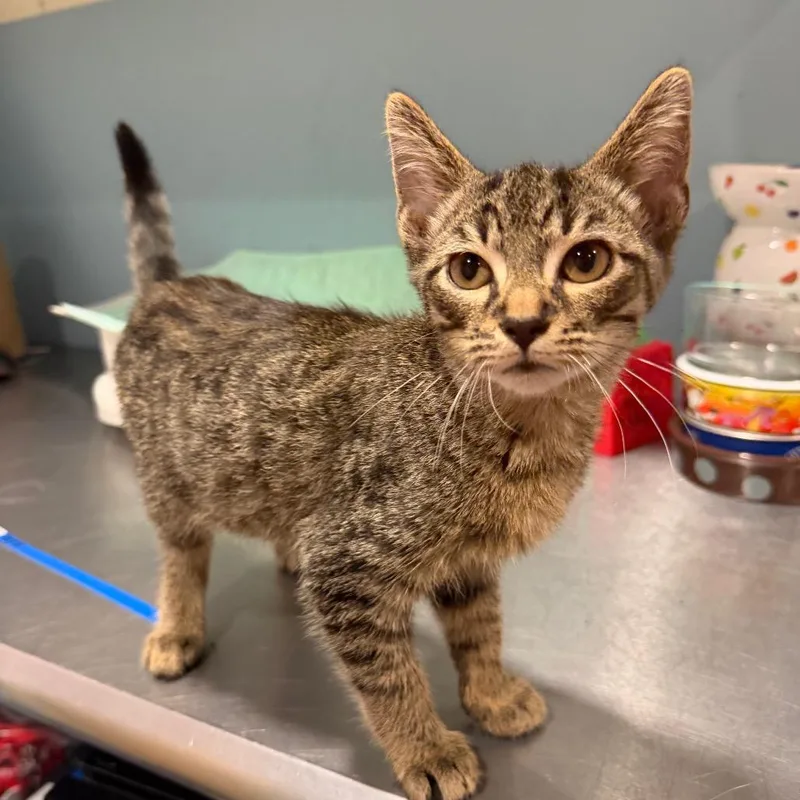 A young small-sized male Gray / Blue / Silver Domestic Short Hair cat named Pete for adoption in Chattanooga, TN