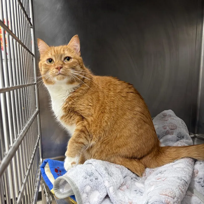 An adult large-sized male Orange / Red Domestic Short Hair cat named Garfield for adoption in Newark, NJ