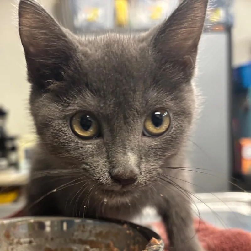 A baby small-sized female Gray / Blue / Silver Domestic Short Hair cat named Rory for adoption in Newark, NJ