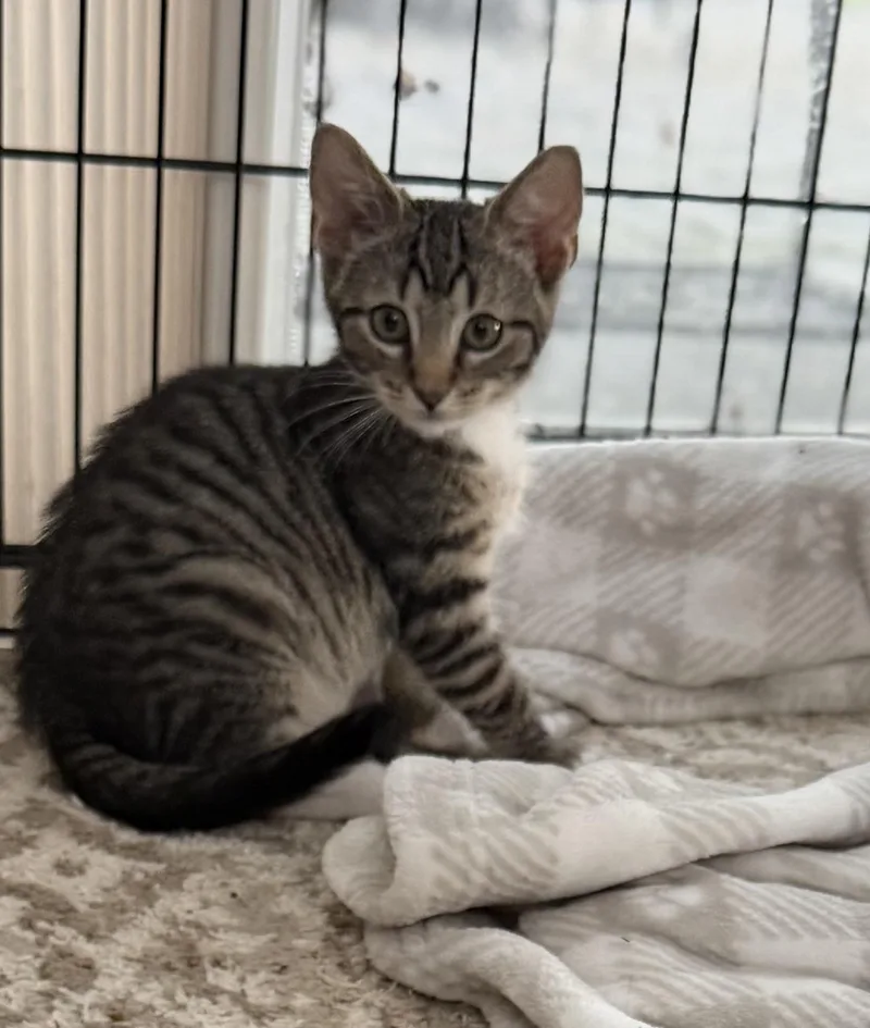 A baby small-sized female Domestic Short Hair cat named Fiona Apple for adoption in Hershey, PA