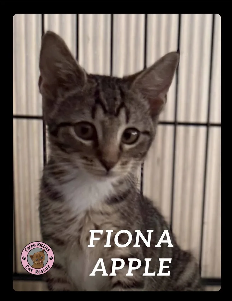 Fiona Apple thumbnail 2