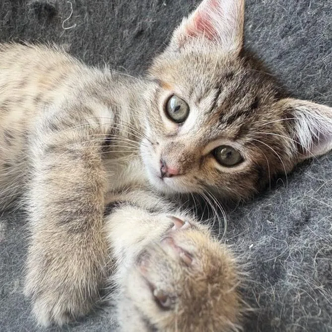 A baby small-sized female Brown / Chocolate Domestic Short Hair cat named Karma for adoption in Belleville, IL