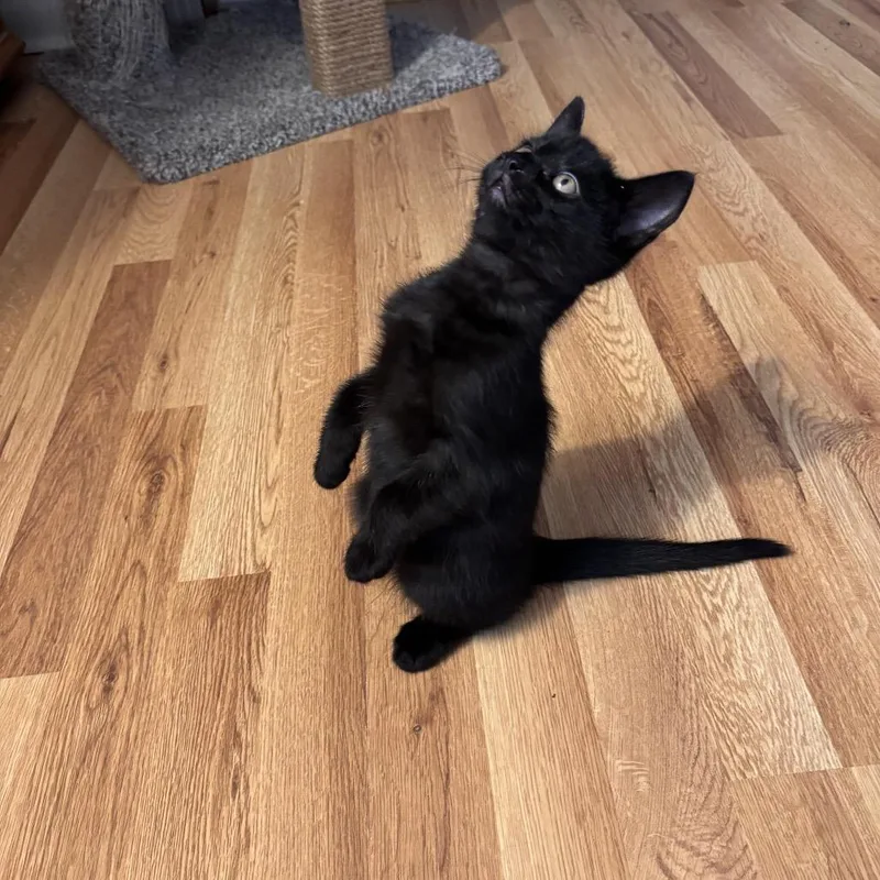 A baby small-sized male Black Domestic Short Hair cat named Vlad for adoption in Wichita, KS