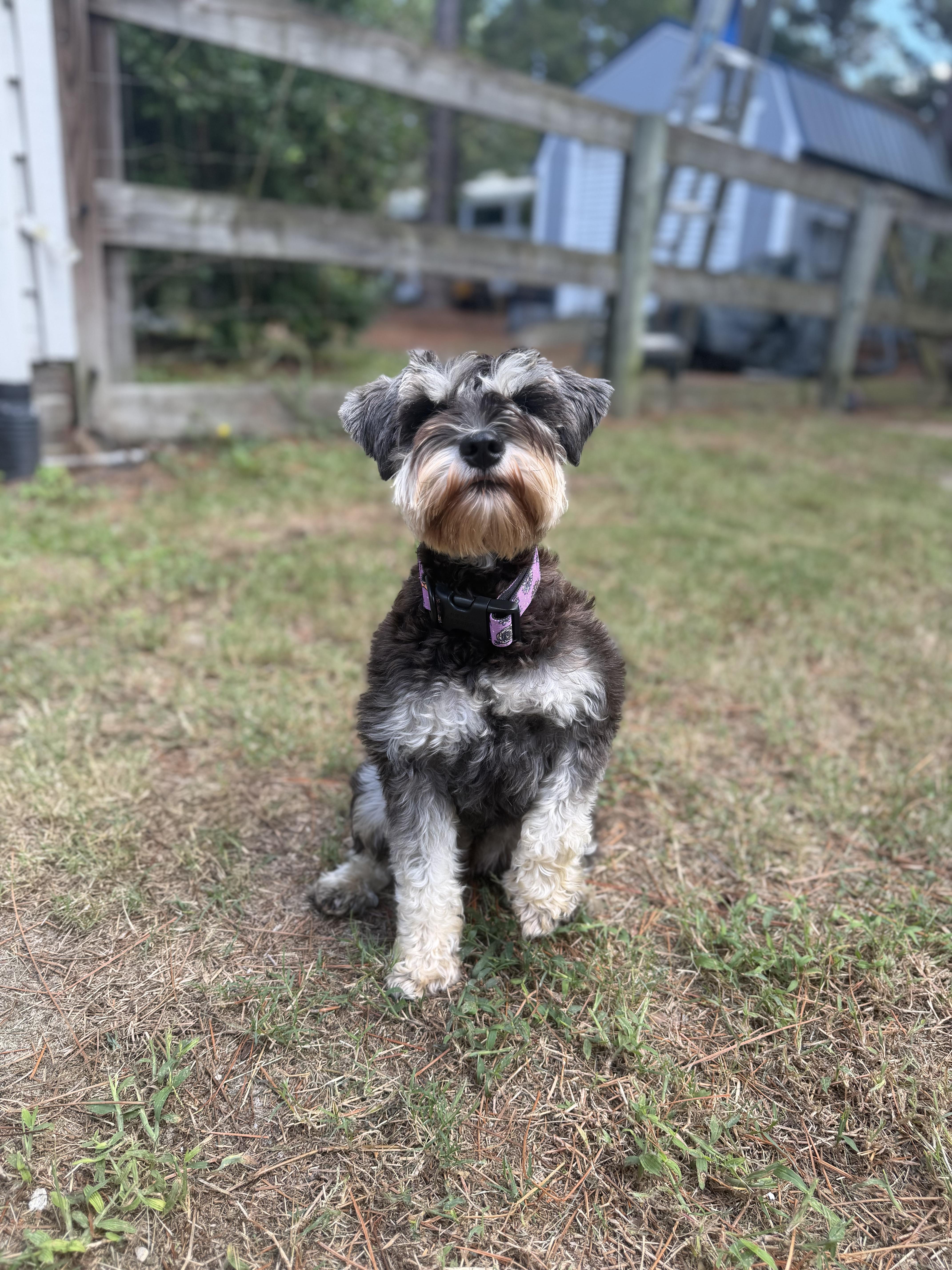 A young small-sized female Gray / Blue / Silver Miniature Schnauzer dog named Mabel for adoption in Southern Pines, NC