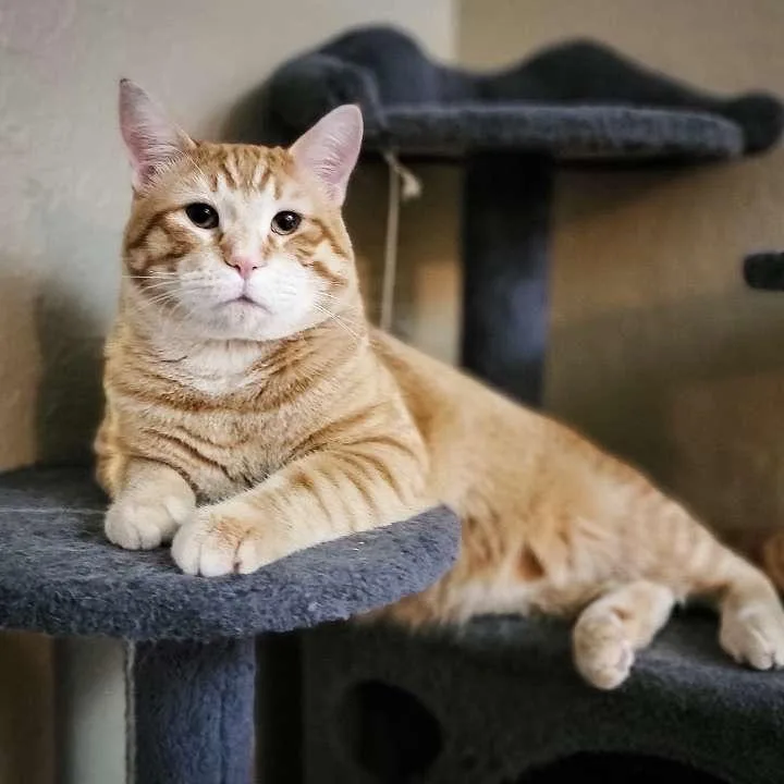 An adult small-sized male Orange / Red Domestic Short Hair cat named Jack for adoption in Rochester, MN