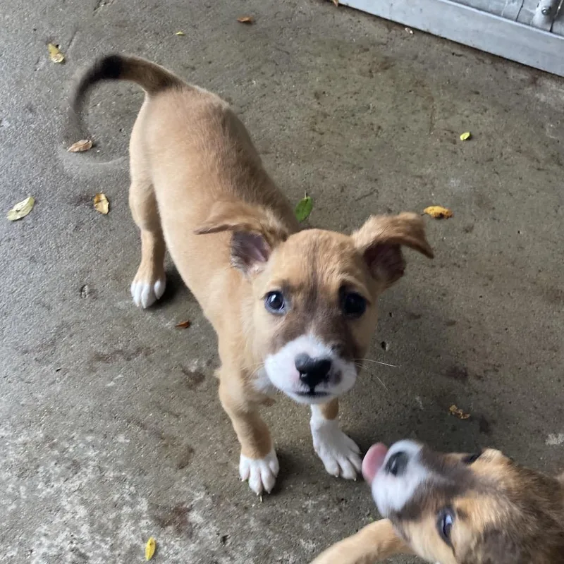 A baby small-sized female Australian Shepherd dog named Dolly for adoption in Dayton, OH