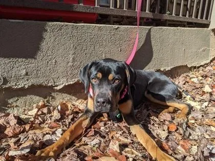 An adult large-sized female Mixed Breed dog named Dolly Parton for adoption in Atlanta, GA