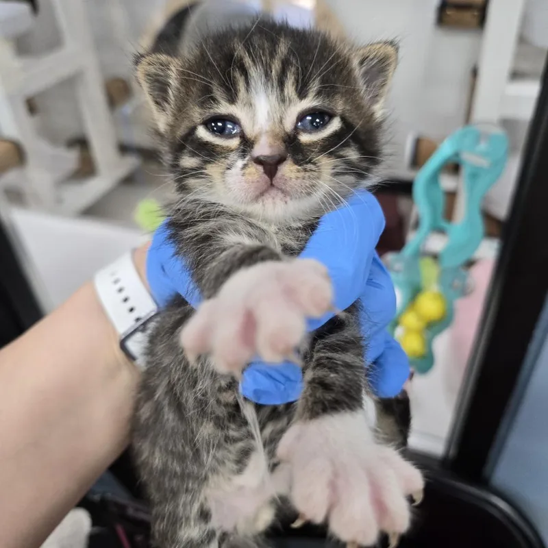 A baby small-sized female Brown / Chocolate Domestic Short Hair cat named Taryn for adoption in Newark, NJ