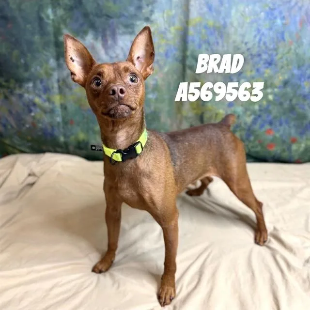 A young medium-sized male Chihuahua dog named Brad for adoption in Huntsville, AL