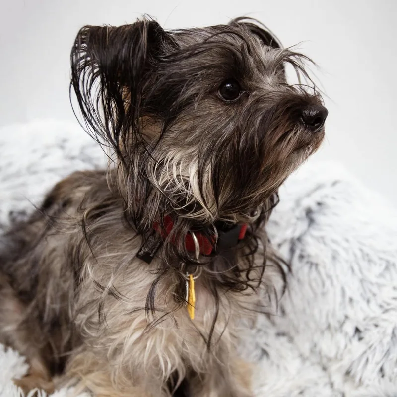 A young small-sized female Gray / Blue / Silver Yorkshire Terrier dog named Snookie for adoption in Santa Monica, CA