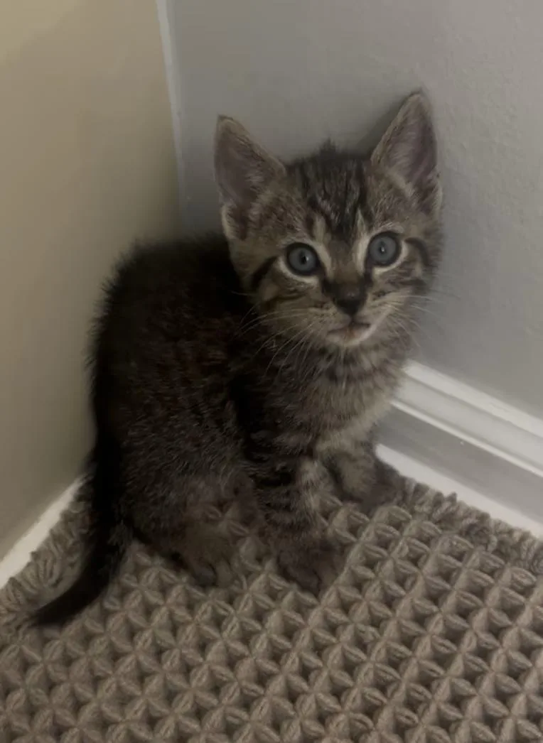 A baby medium-sized male Tabby (Brown / Chocolate) Domestic Short Hair cat named Harry for adoption in Greensboro, NC