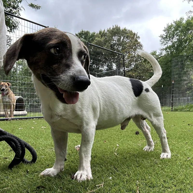 An adult small-sized male Beagle dog named Snoopy for adoption in Magnolia, TX