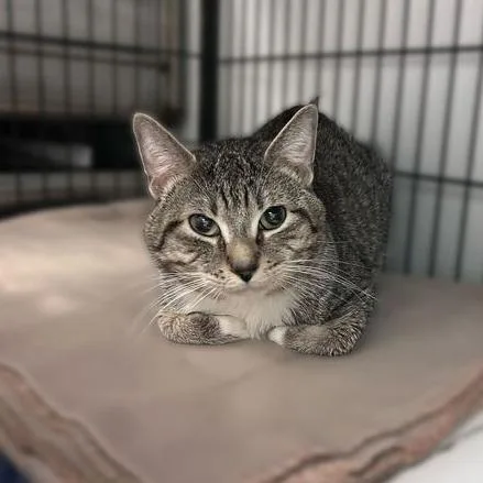 An adult medium-sized male Brown / Chocolate Domestic Short Hair cat named Chocolate Milk Quesadilla for adoption in Davenport, IA