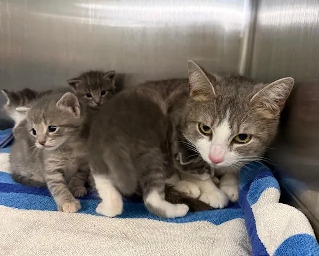 A young medium-sized female Domestic Short Hair cat named Miss Grey for adoption in Archbold , OH