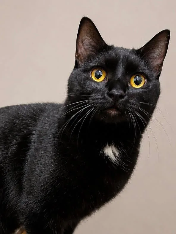 A baby medium-sized female Black Domestic Short Hair cat named Nova for adoption in Sioux Falls, SD