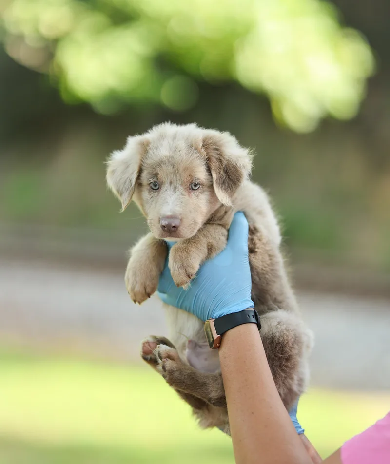 Scout