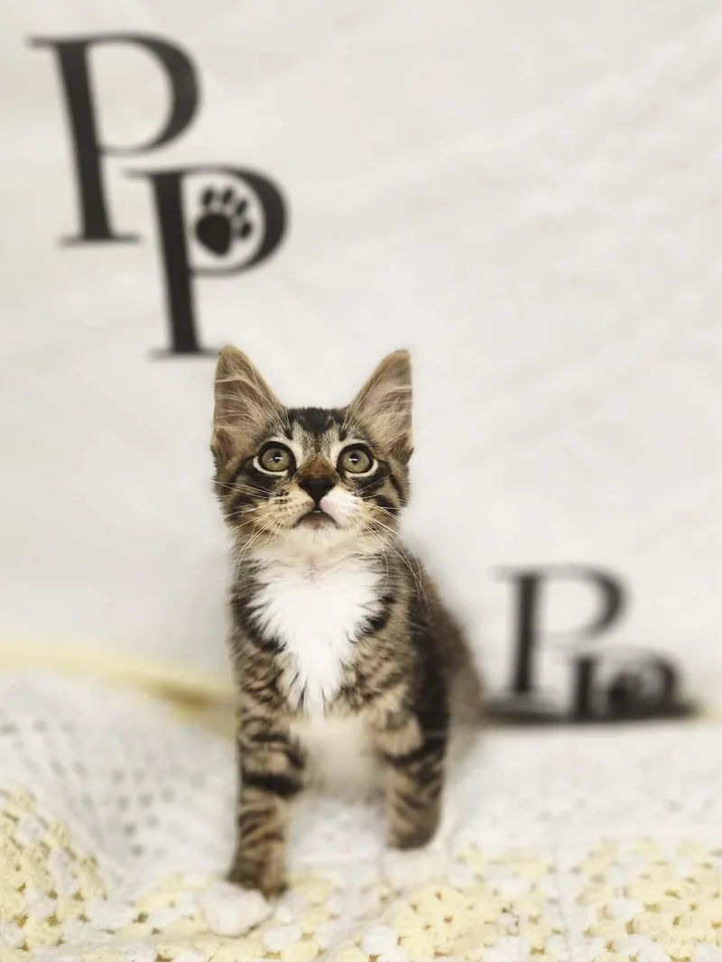 A baby medium-sized male Domestic Medium Hair cat named Rock n Roll for adoption in Social Circle, GA