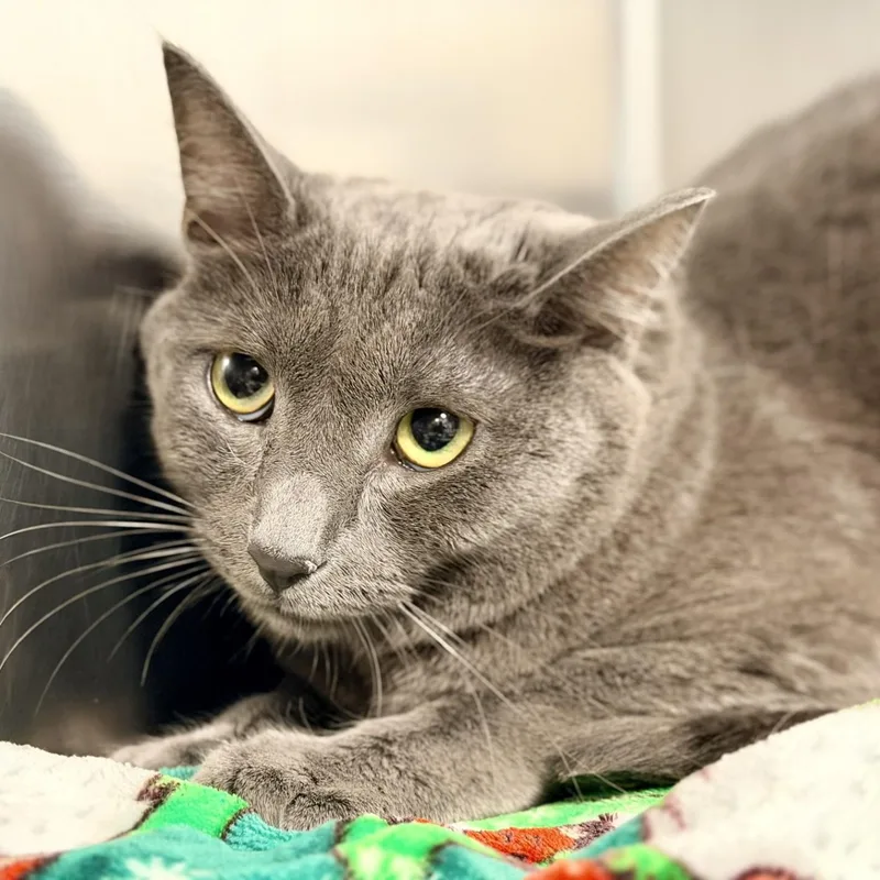 An adult medium-sized male Gray / Blue / Silver Domestic Short Hair cat named Bandit for adoption in Manahawkin, NJ