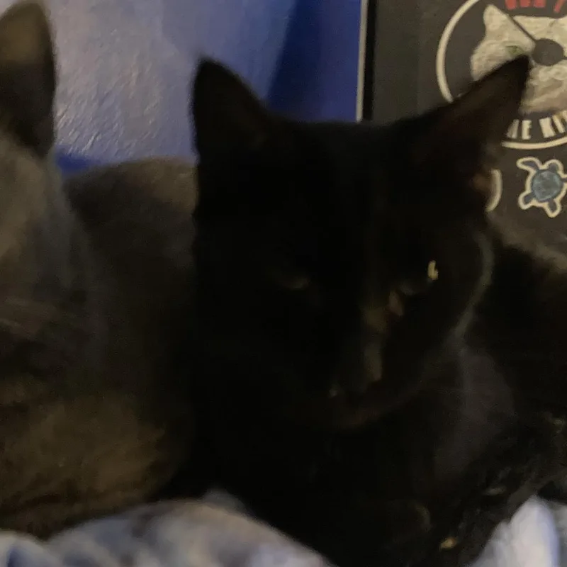 An adult medium-sized male Black Domestic Short Hair cat named Bonds for adoption in Rocky Mount, VA
