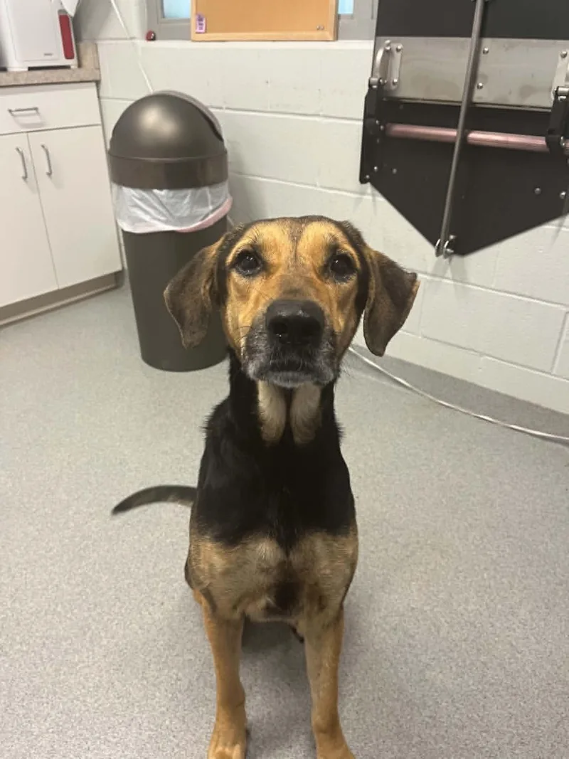 An adult medium-sized female Hound dog named Jayda for adoption in Moundsville, WV