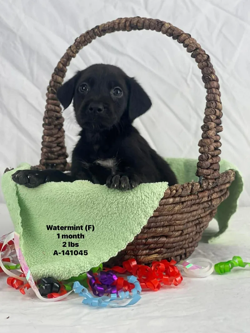 Water The Lab Mix