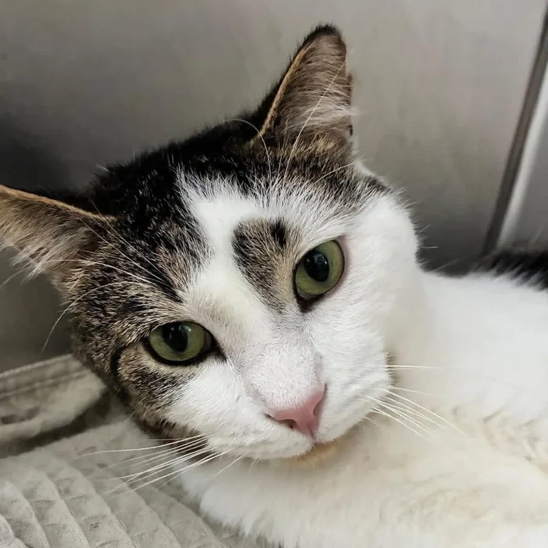 A young large-sized male Domestic Short Hair cat named Thomas for adoption in Portage, MI