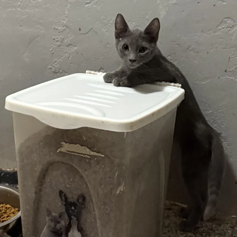 A baby small-sized female Gray / Blue / Silver Domestic Short Hair cat named Luzon for adoption in Antioch, CA