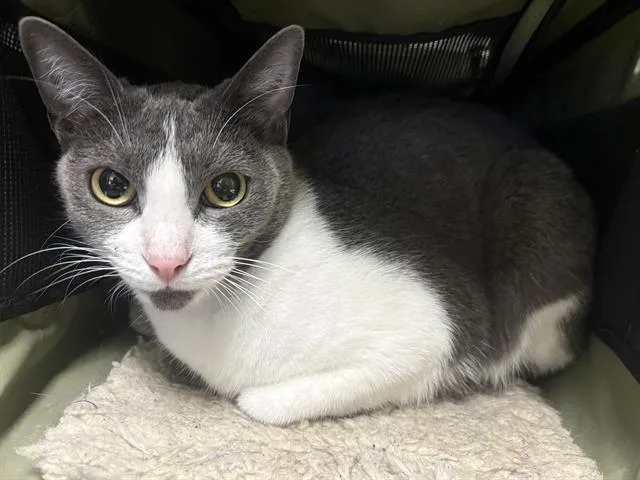 An adult medium-sized female Domestic Short Hair cat named Summer for adoption in Santa Cruz, CA