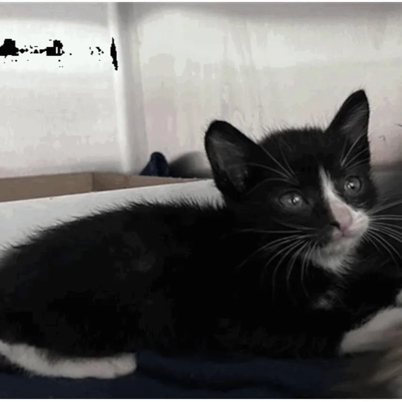 A baby small-sized male Domestic Medium Hair cat named Doodle for adoption in Pasadena , MD