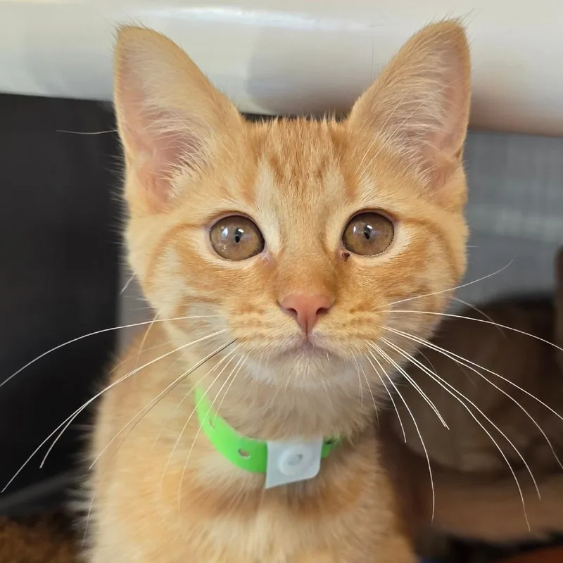 A baby small-sized female Orange / Red Domestic Short Hair cat named Swaggy for adoption in Fort Wayne, IN