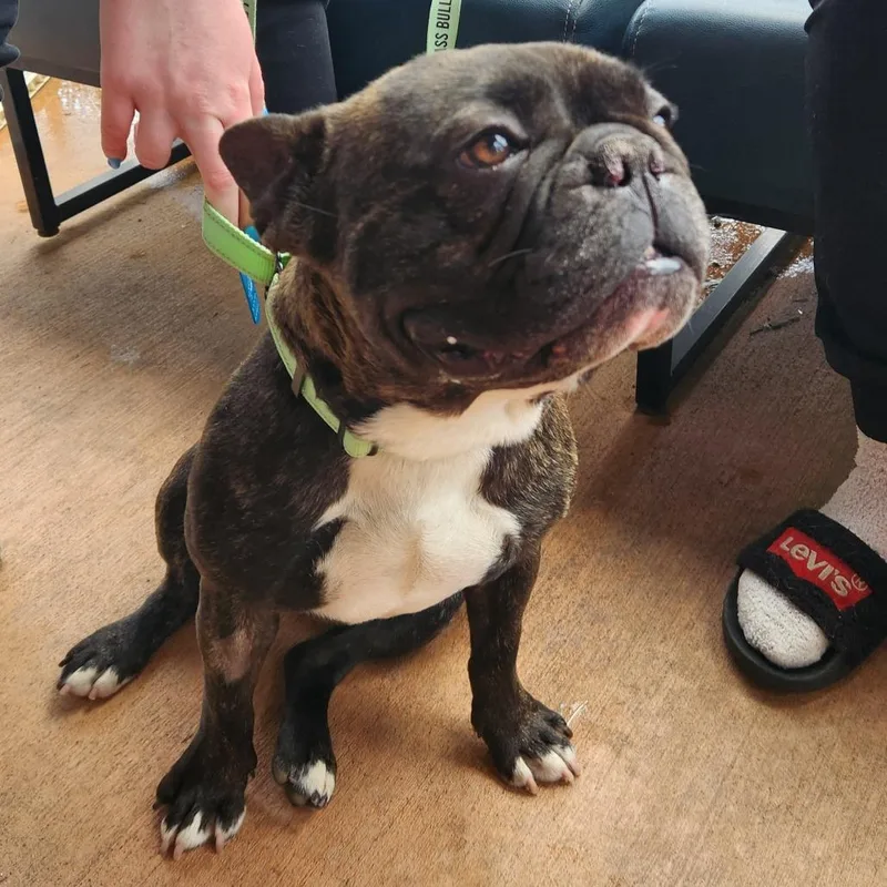 Bohdi