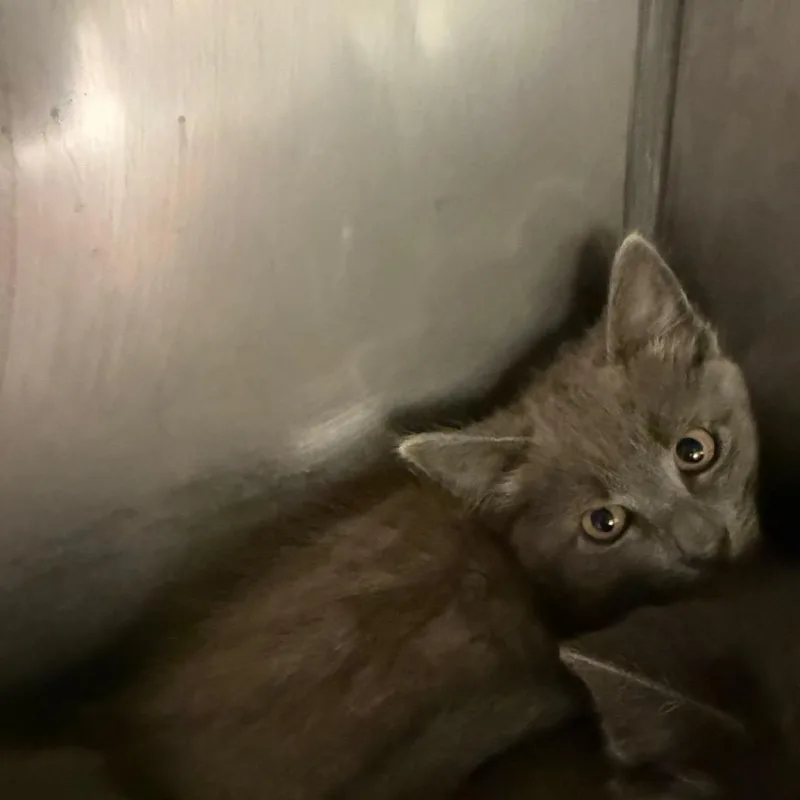A baby small-sized male Gray / Blue / Silver Domestic Short Hair cat named Wave for adoption in Lake Panasoffkee, FL