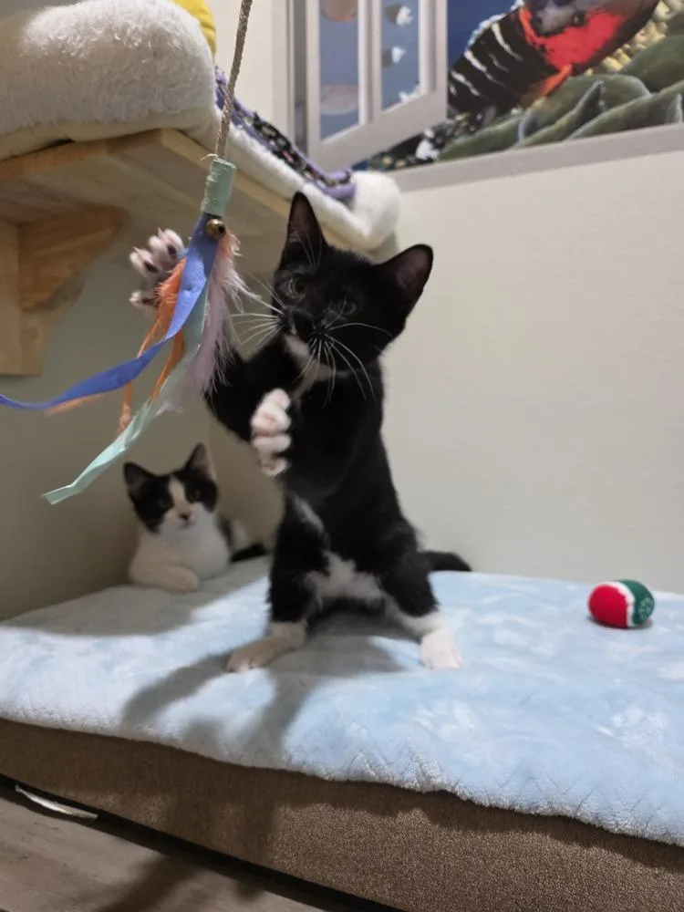 A baby small-sized female Black & White / Tuxedo Domestic Short Hair cat named Lady Aberlin for adoption in Dallas, TX