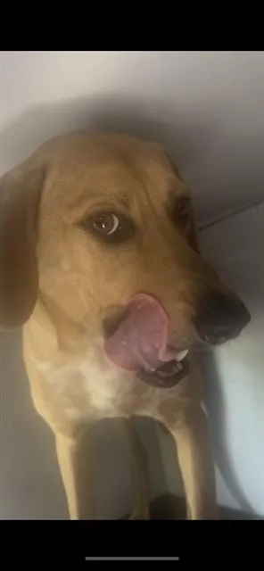 A young medium-sized male Mixed Breed dog named Curry for adoption in Palmetto, FL