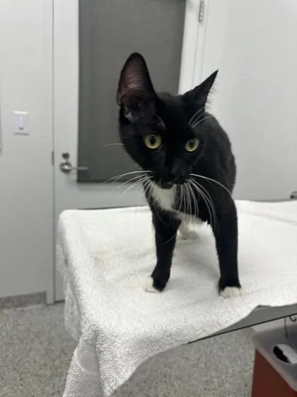 An adult medium-sized female Black Domestic Short Hair cat named Manana Sera Bonito for adoption in Kansas City, MO
