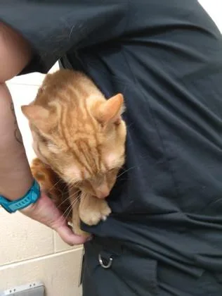 An adult medium-sized male Domestic Short Hair cat named Lavon for adoption in Westland, MI