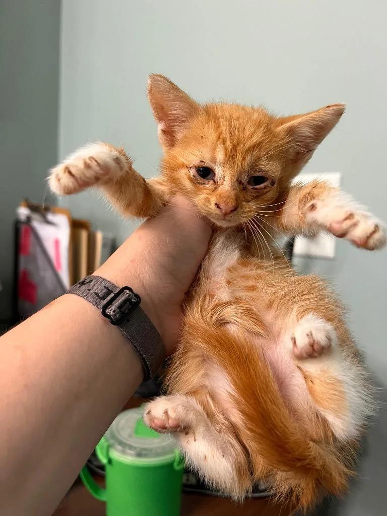 A baby medium-sized male Domestic Short Hair cat named Tippy for adoption in Danielsville, GA