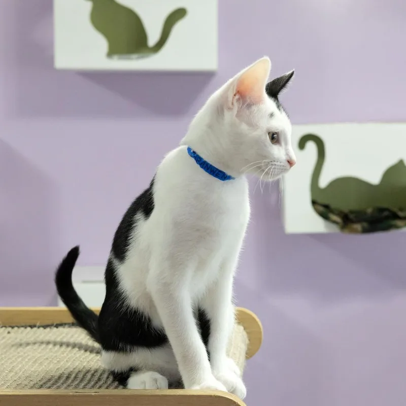 A baby small-sized male White Domestic Short Hair cat named Branwen for adoption in McKean, PA