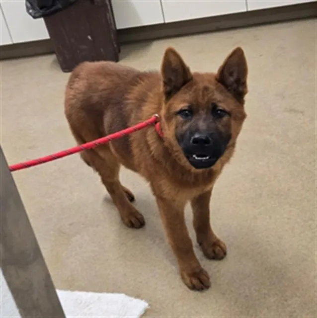 A young large-sized male Chow Chow dog named Isaiah for adoption in Santa Maria, CA